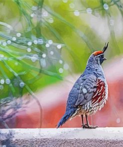 Adorable Gambel Quail Bird paint by numbers