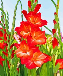 Red Gladiolus Guinea paint by numbers