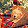 Golden Retriever In Christmas paint by numbers