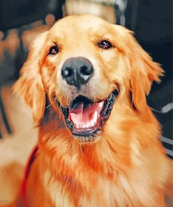 Golden Retriever Puppy paint by numbers
