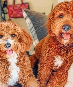 Aesthetics Goldendoodles Puppies paint by numbers