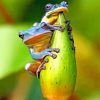 Blue Grodas Frogs paint by numbers