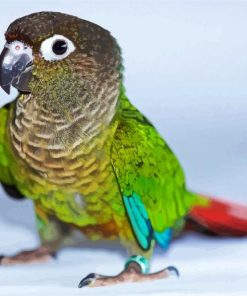 Green Cheek Conure paint by numbers