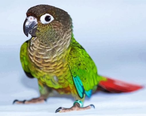 Green Cheek Conure paint by numbers