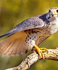 Grey Falcon Bird paint by numbers