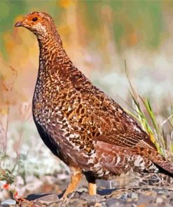 Mottled Grouse Bird paint by numbers