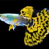 Black Yellow Fins Fish paint by numbes