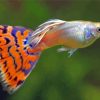 Fish With Colorful Fins paint by numbers