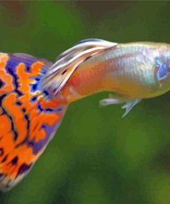 Fish With Colorful Fins paint by numbers