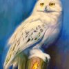 Harry Potter Hedwig paint by numbers