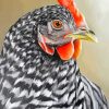 Hen Chicken Bird paint by numbers