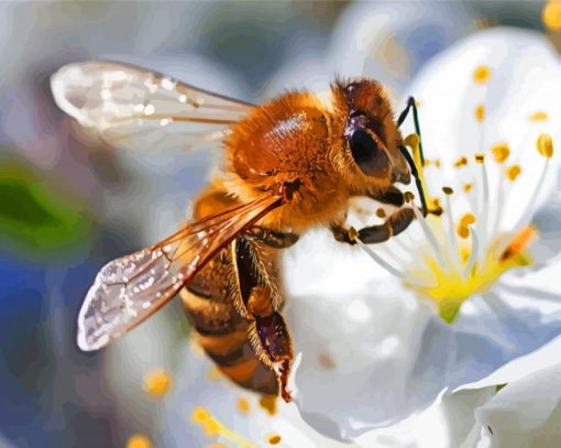 Honey Bee On White Flower paint by numbers