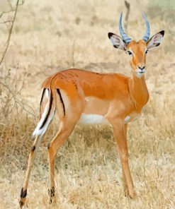 Lonely Impala Animal paint by numbers