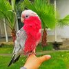 Aesthetic Pink Gallah Bird paint by numbers