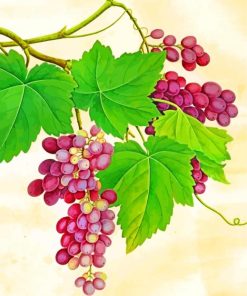 Purple Grapes Fruits paint by numbers