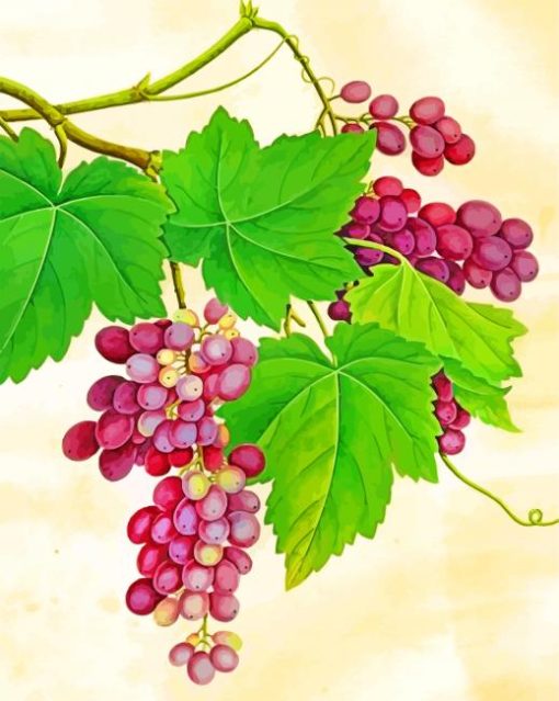 Purple Grapes Fruits paint by numbers