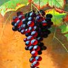 Red Grapes Fruits paint by numbers