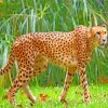 Guepard Wild Animal paint by numbers