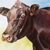 Aberdeen Angus Cattle paint by numbers