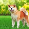 Aesthetic Akita Dog paint by numbers