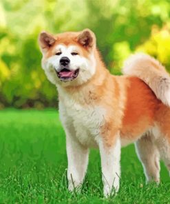 Aesthetic Akita Dog paint by numbers