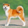 Adorable Akita Dog paint by numbers