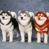 Alaskan Malamute Dogs paint by numbers