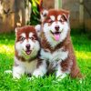 Alaskan Malamute Puppies paint by numbers