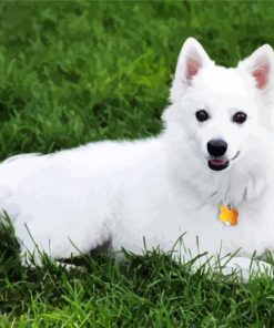 White American Eskimo paint by numbers