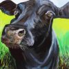 Black Angus Cattle paint by numbers