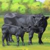 Angus Cow And Calf paint by numbers