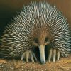 Australian Echidna Animal paint by numbers