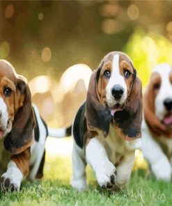 Adorable Basset Hound Puppies paint by numbers