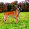 Belgian Malinois Dog paint by numbers