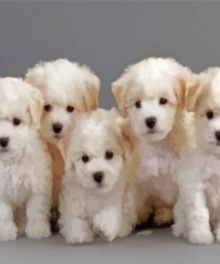 Bichon Puppies Dogs paint by numbers