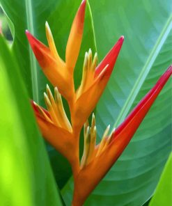 Bird Of Paradise Plant paint by numbers