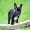 Black French bulldog paint by numbers