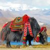 Black Himalayan Yak paint by numbers