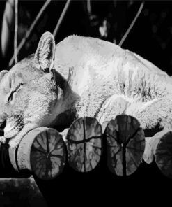 Black And White Cougar paint by numbers