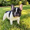 Black And White Frenchie Bulldog paint by numbers