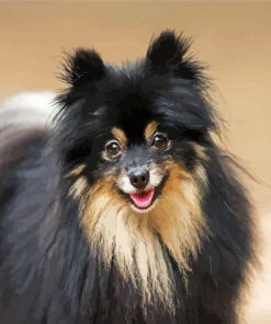Black Pomeranian Dog paint by numbers