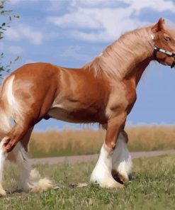Adorable Blonde Shire Horse paint by numbers