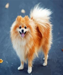 Cute Blonde Pomeranian paint by numbers