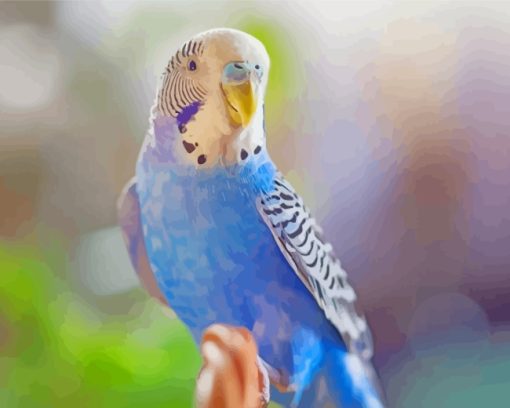 Blue Budgie paint by numbers