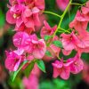 Pink Bougainvillea Flowers paint by numbers