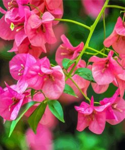 Pink Bougainvillea Flowers paint by numbers