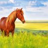 Brown Horse In Meadow paint by numbers