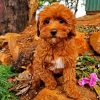 Adorable Cavoodle Dog paint by numbers