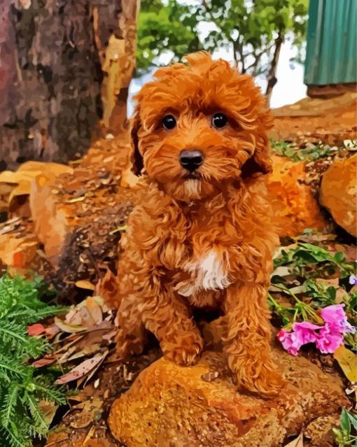 Adorable Cavoodle Dog paint by numbers