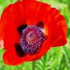 Red Coquelicot Poppy paint by numbers